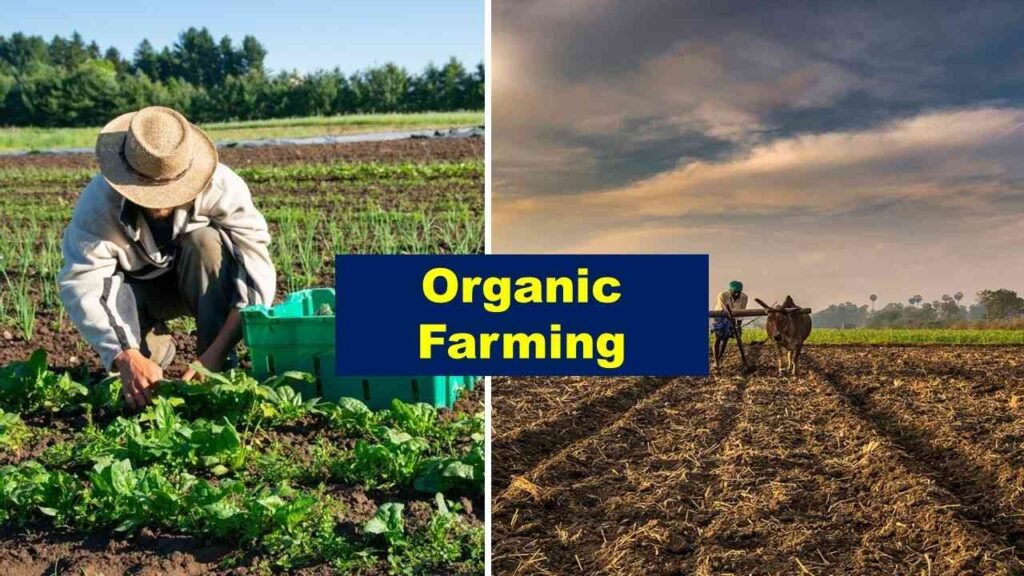 Organic farming | Is farming profitable in India?