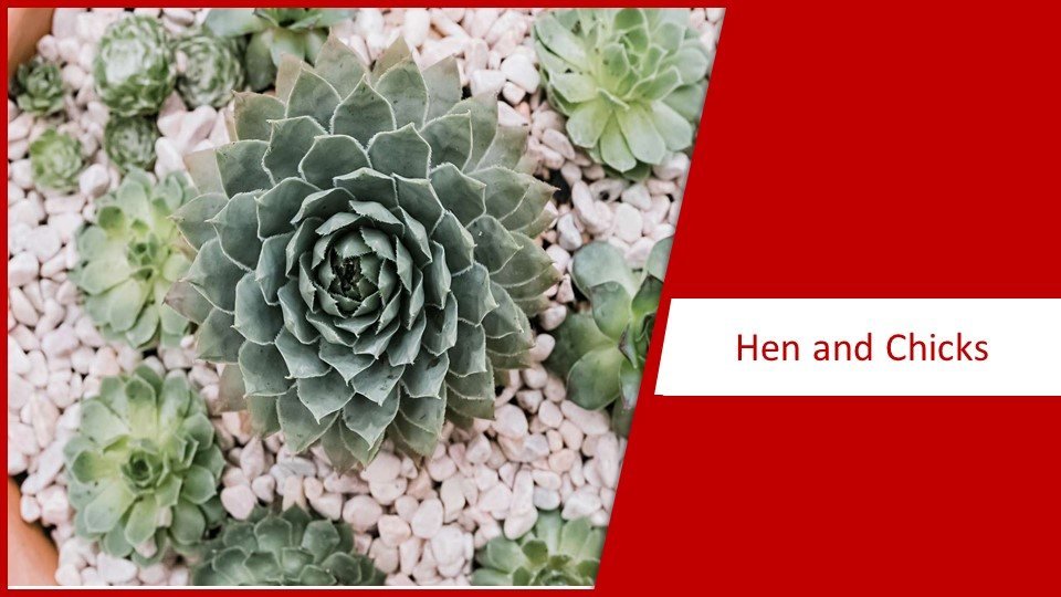 Hen and Chicks | different types of succulents plants