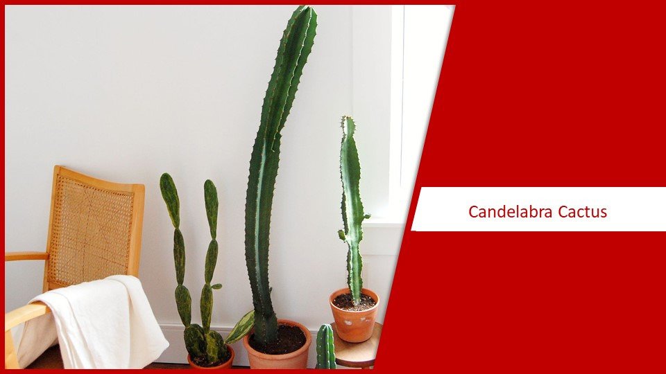 Candelebra Cactus | different types of succulents plants
