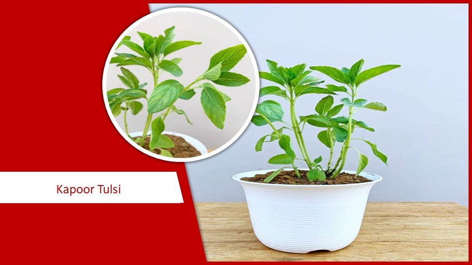 Kapoor Tulsi | Types of Tulsi plant
