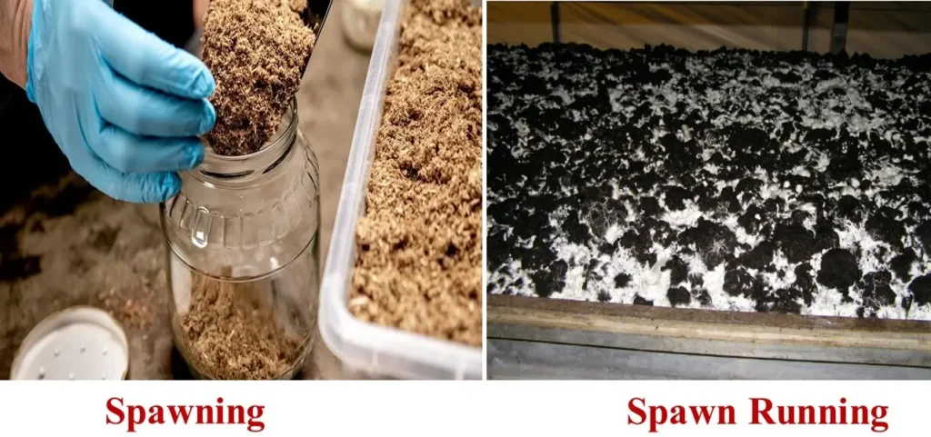 Spawning and Spawn Running process | Mushroom Farming