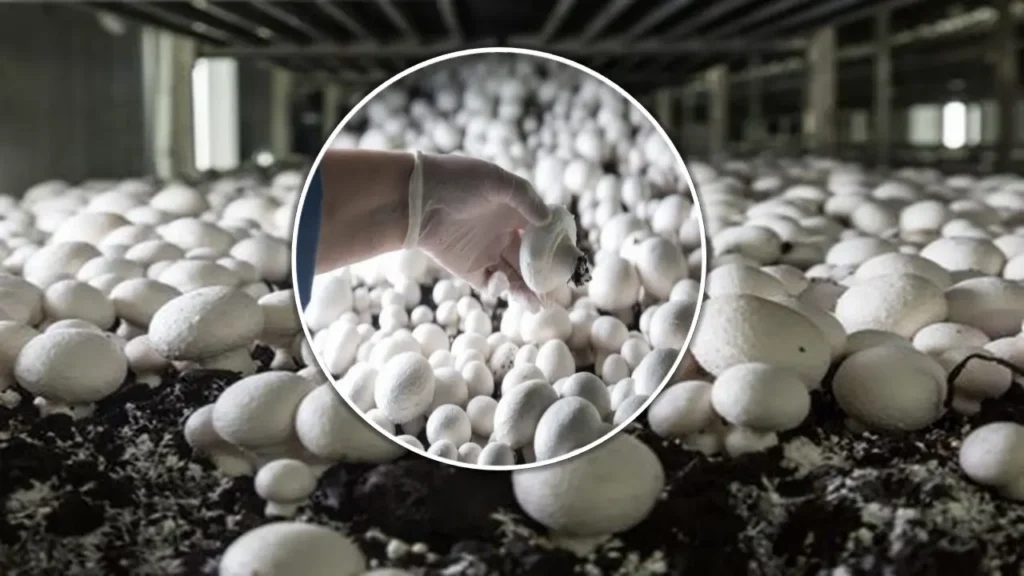 Fruiting and Harvesting of Button mushrooms | Mushroom farming