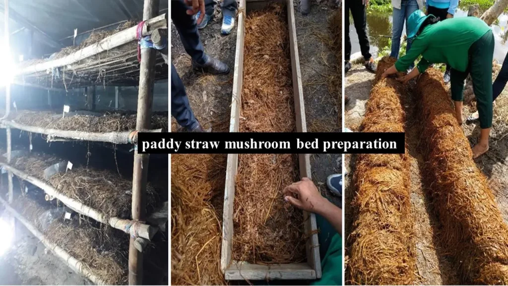 Paddy Straw Mushroom Bed Preparation | Mushroom Farming