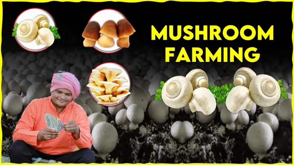 Mushroom Farming in India