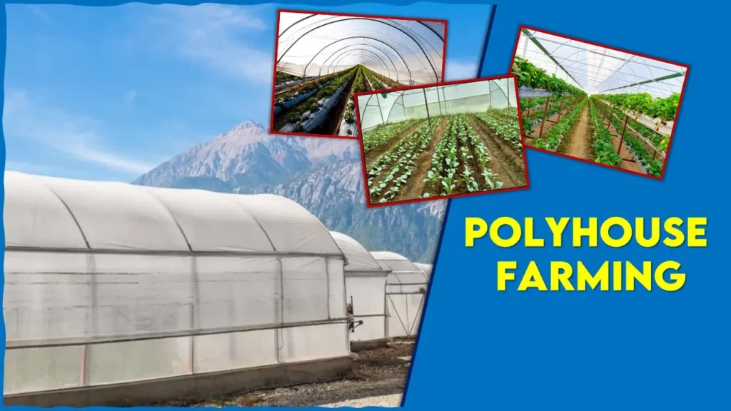 Polyhouse Farming: Advantages, Cost, Subsidy and Suitable Crops