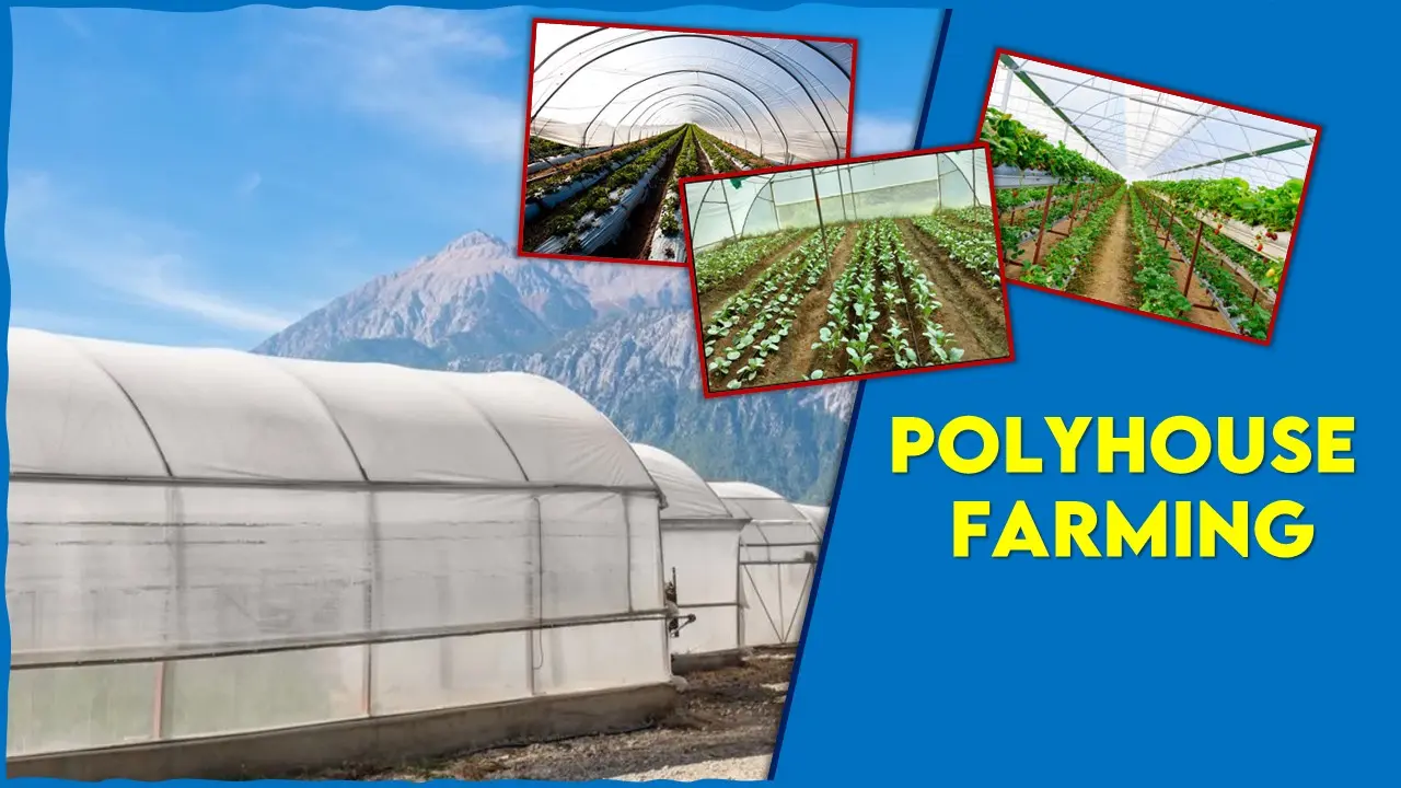 polyhouse-farming-advantages-cost-subsidy-and-suitable-crops