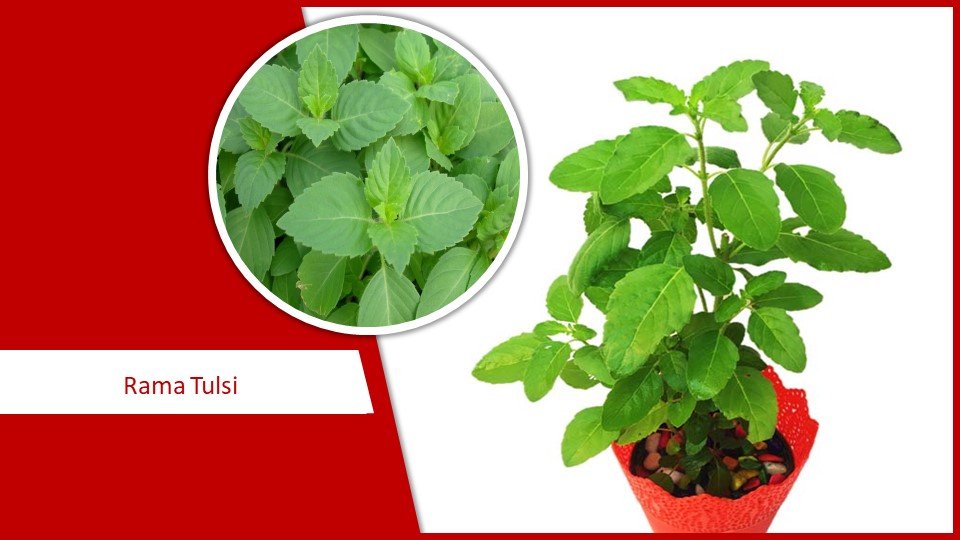 Rama Tulsi | Types of Tulsi plant