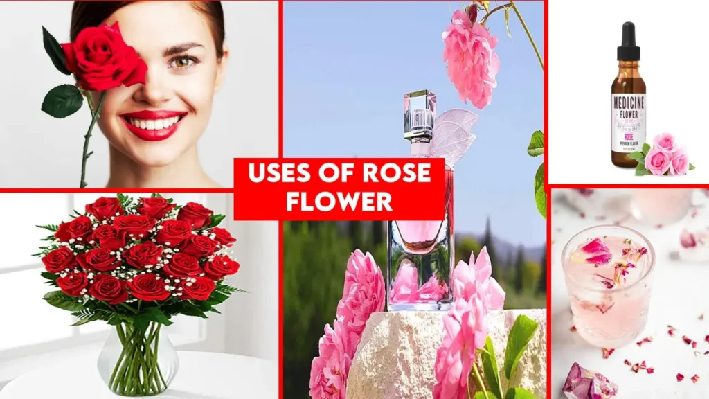 uses of rose flower | uses of rose