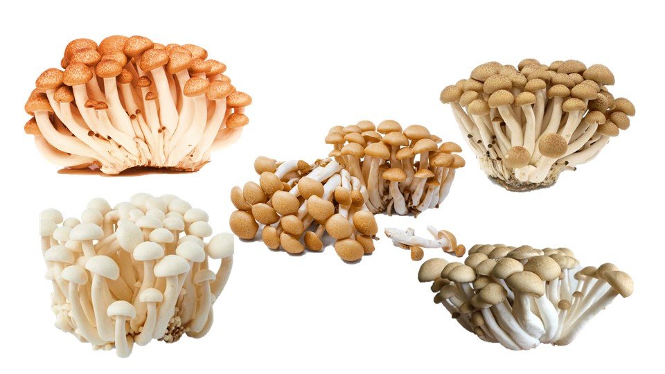 Types of Shimeji Mushroom | How to Grow Shimeji Mushrooms