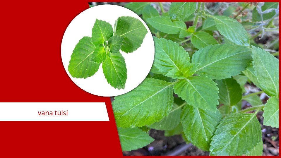 Vana Tulsi | Types of Tulsi plant