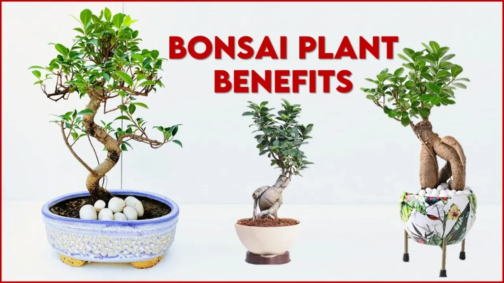 Bonsai Plant Benefits