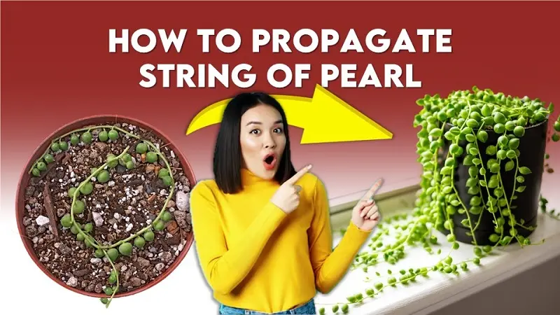 How to Propagate String of Pearls plant