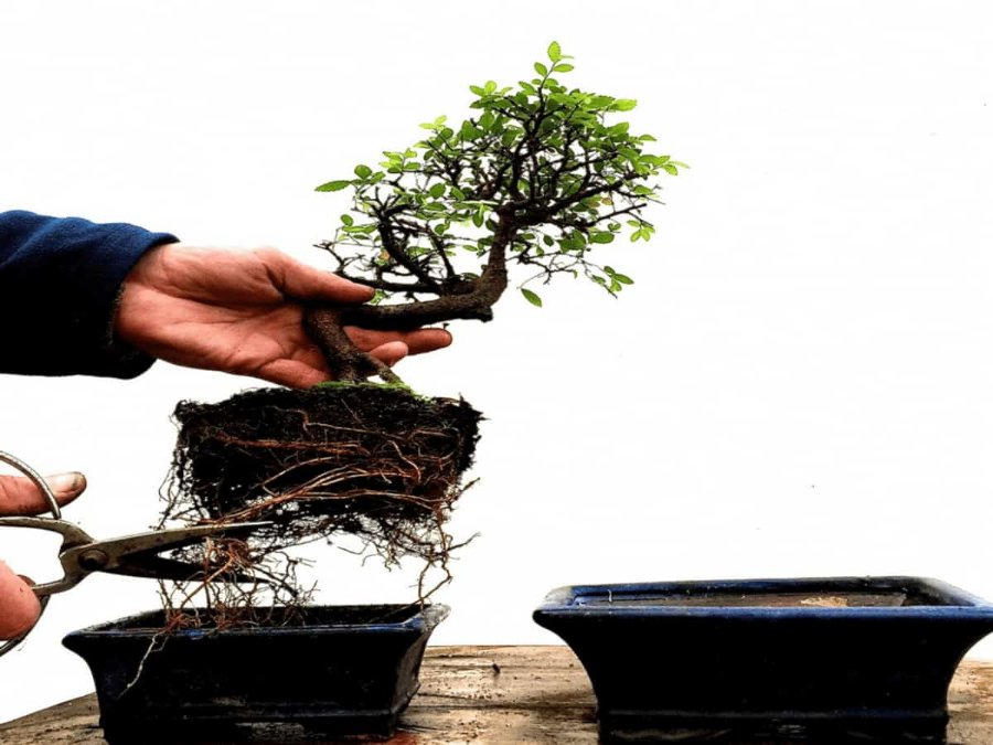 Repotting of Bonsai | Bonsai Plant Benefits