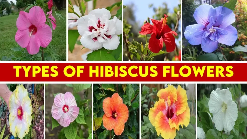 Types of Hibiscus Flowers in india