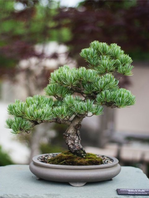 Benefits of bonsai as home decor | Bonsai Plant Benefits