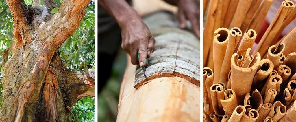 Harvesting of cinnamon bark | How to Grow Cinnamon