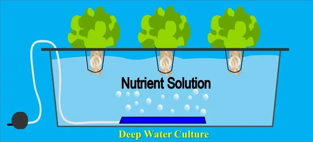 Deep Water Culture -Types of Hydroponic Farming