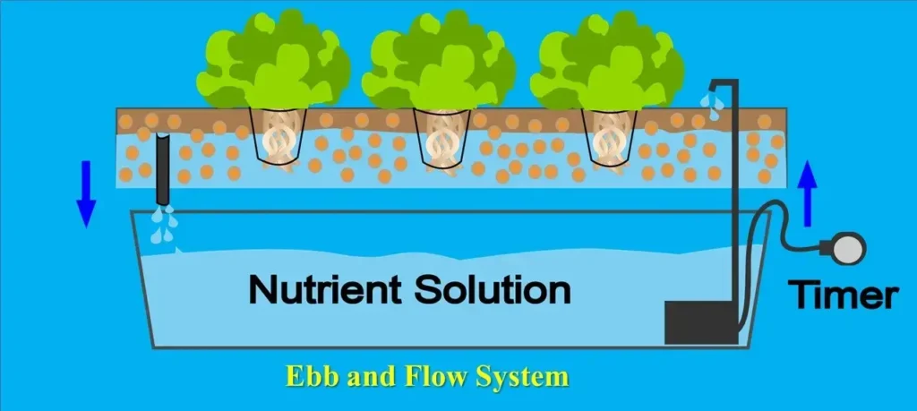 Ebb and Flow System -Types of Hydroponic Farming
