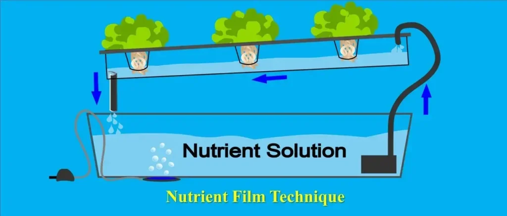 Nutrient Film Technique -types of Hydroponic Farming