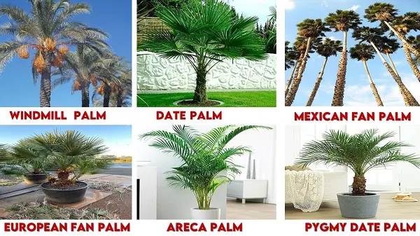 1. Windmill Palm | 2. Date Palm | 3. Mexican Fan Palm | 4. European Fan Palm | 5. Areca Palm | 6. Pygmy Date Palm | types of palm trees