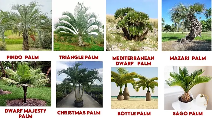 1. Pindo Palm | 2. Triangle Palm | 3. Mediterranean Dwarf Palm | 4. Mazari Palm | 5. Dwarf Majesty Palm | 6. Christmas Palm | 7. Bottle Palm | 8. Sago Palm | types of palm trees