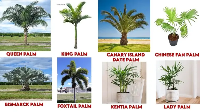 1. Queen Palm | 2. King Palm | 3. Canary Island Date Palm | 4. Chinese Fan Palm | 5. Bismarck Palm | 6. Foxtail Palm | 7. Kentia Palm | 8. Lady Palm