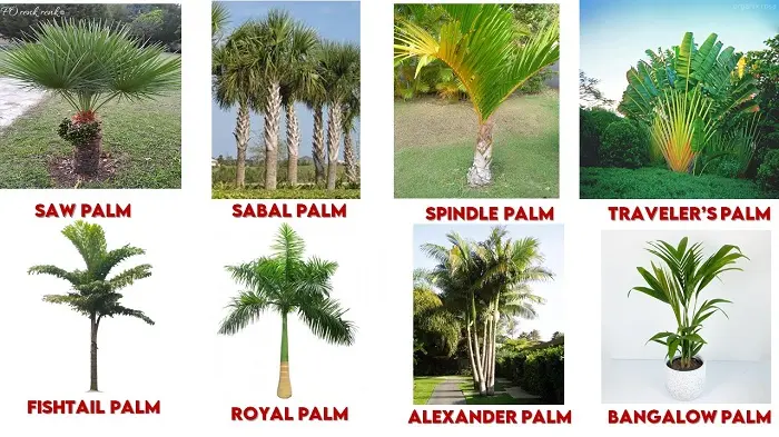 1. Saw Palm | 2. Sabal Palm | 3. Spindle Palm | 4. Traveler's Palm | 5. Fishtail Palm | 6. Royal Palm | 7. Alexander Palm | 8. Bangalow Palm | types of palm trees