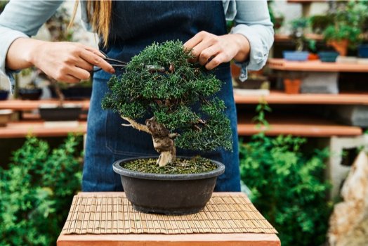 Pruning of Bonsai | Bonsai Plant Benefits
