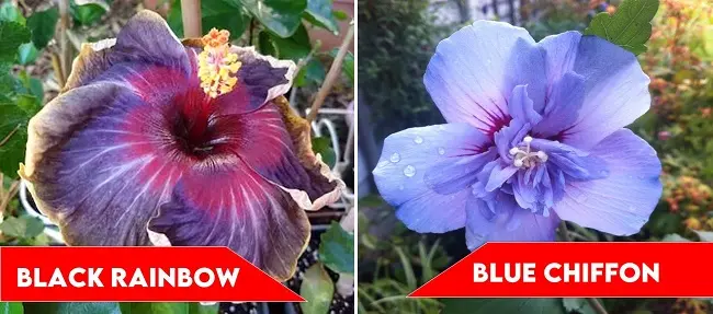 Black Rainbow and Blue Chiffon | types of hibiscus