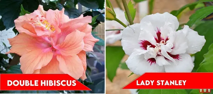 Double Hibiscus and Lady Stanley | types of hibiscus