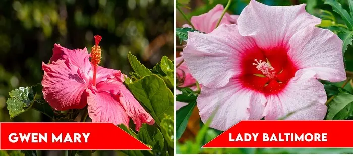 Gwen Mary and Lady Baltimore | types of hibiscus