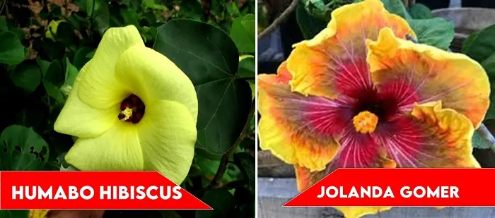 Humabo Hibiscus and Jolanda Gomer | types of hibiscus