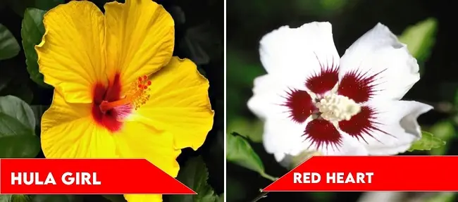 Hula Girl and Red Heart | types of hibiscus
