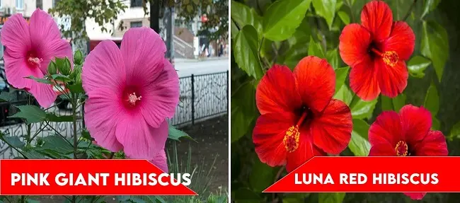 Pink Giant Hibiscus and Luna Red Hibiscus | types of hibiscus