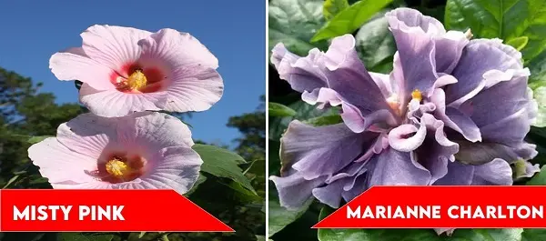 Misty Pink and Marianne Charlton | types of hibiscus