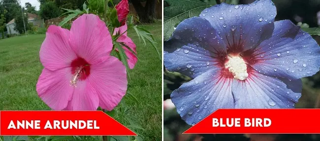 Anne Arundel and Blue Bird | types of hibiscus