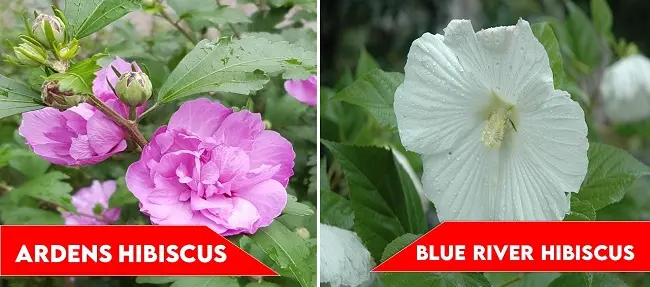 Ardens Hibiscus and Blue River Hibiscus | types of hibiscus