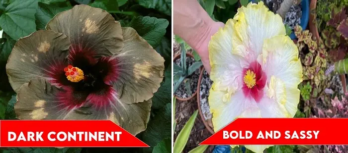 Dark Continent and Bald and Sassy | types of hibiscus