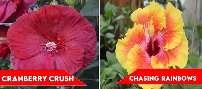 30 Different Types of Hibiscus Flowers for an Amazing Garden