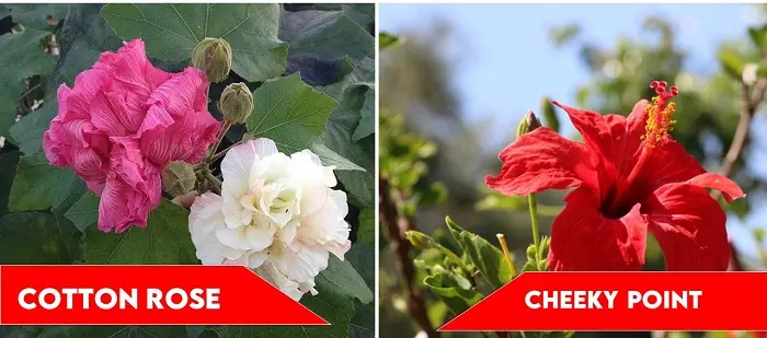 Cotton Rose and Cheeky Point | types of hibiscus
