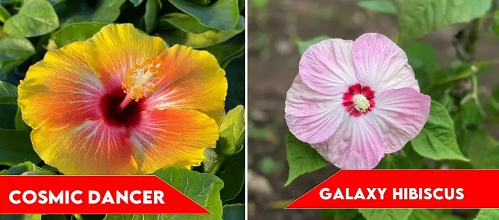 Cosmic Dancer and Galaxy Hibiscus | types of hibiscus