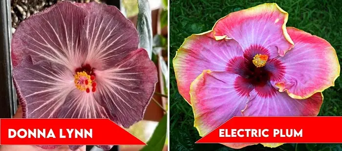 Donna Lynn and Electric Plum | types of hibiscus