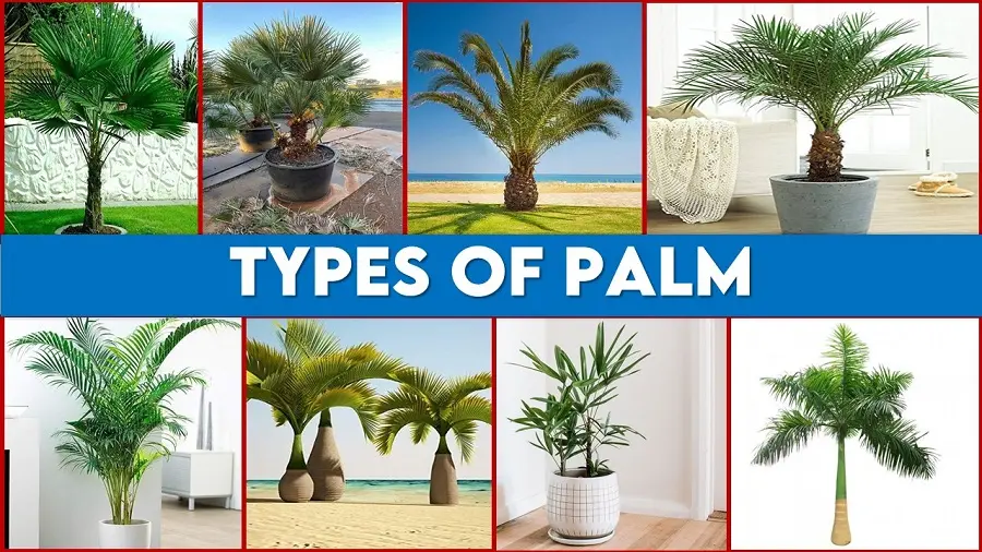 different types of palm trees