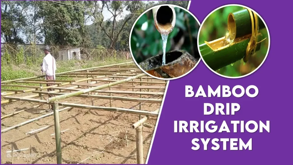 Bamboo Drip Irrigation System meghalaya