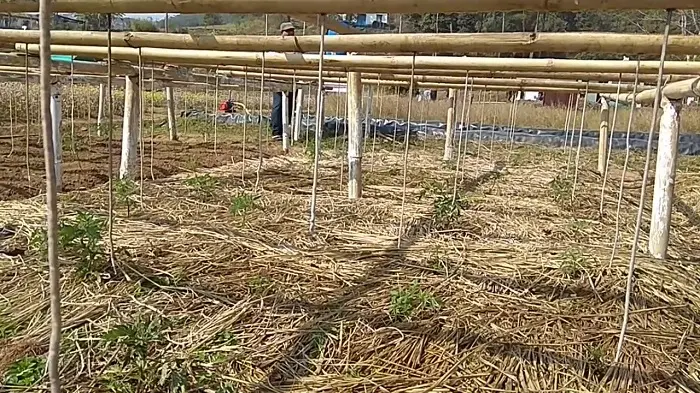 Bamboo Drip Irrigation System in field