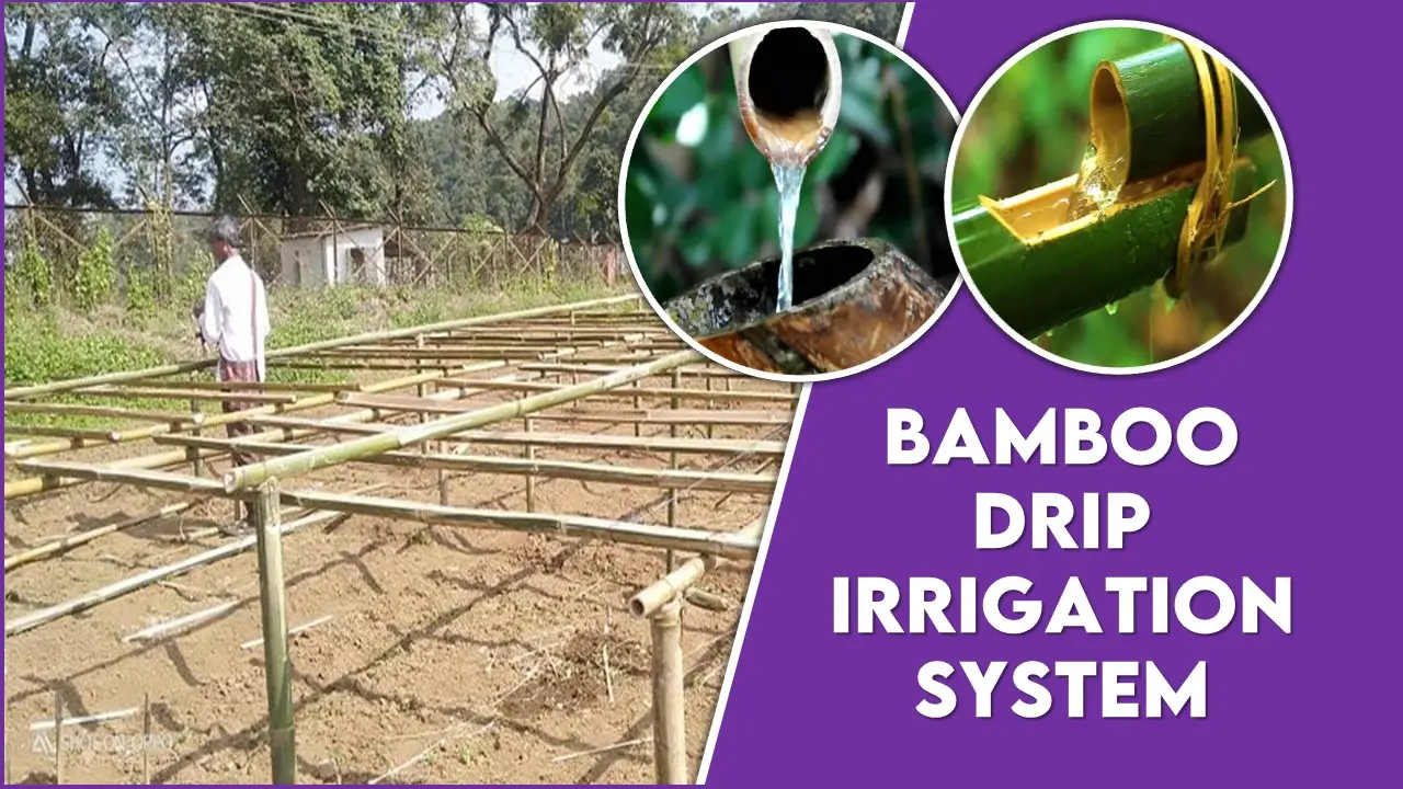 Bamboo Drip Irrigation System in India a unique Setup