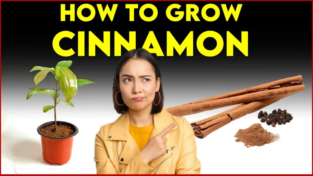 How to Grow Cinnamon