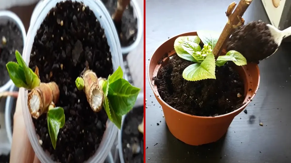 How to Grow Hydrangeas From Cuttings