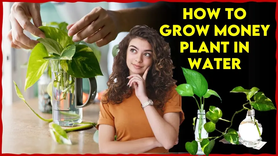 How to Grow Money Plant in Water