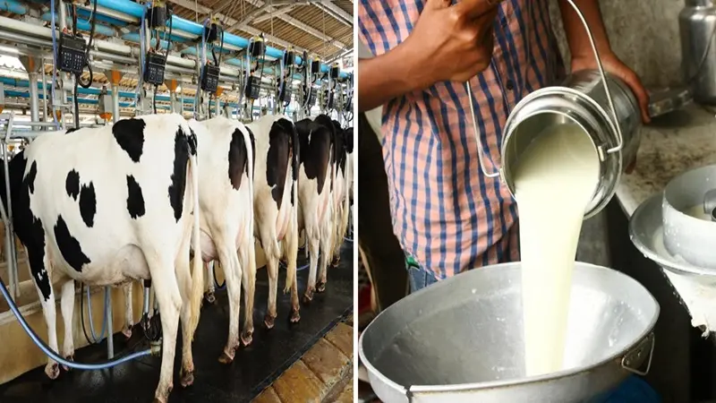 dairy farming in india milk